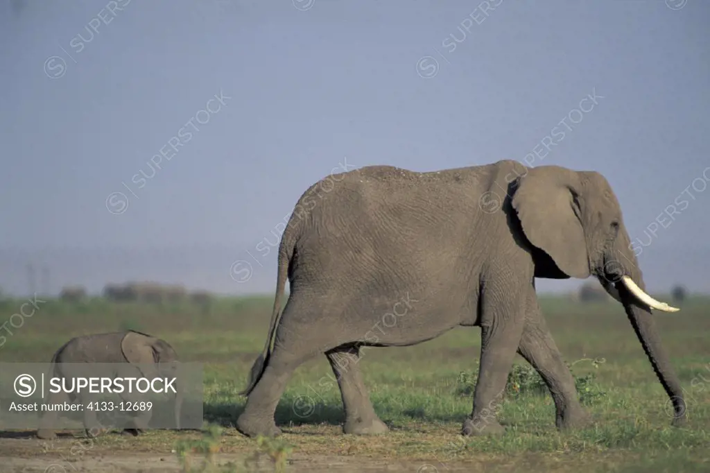 African Elephant , Loxodonta africana,  Amboseli National Park, Kenya , Africa , Adult female with young