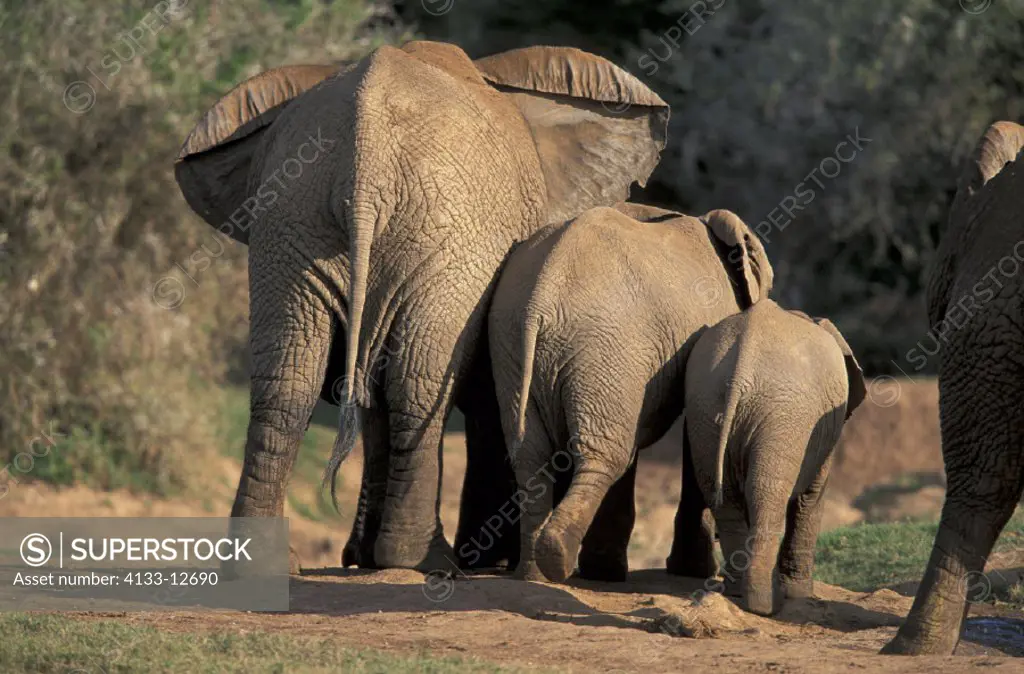 African Elephant , Loxodonta africana , Addo Elephant National Park , South Africa , Africa , Adult male at waterhole