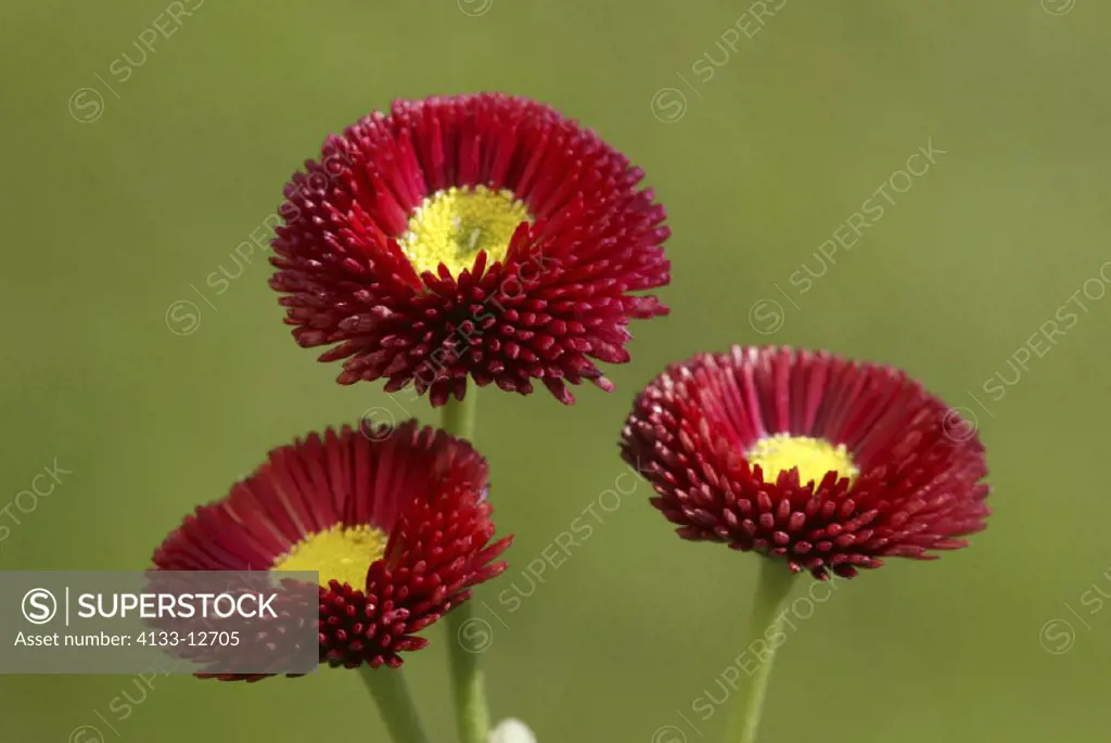 Daisy , Common Daisy , English Daisy , Bellis perennis , Germany , Europe , bloom