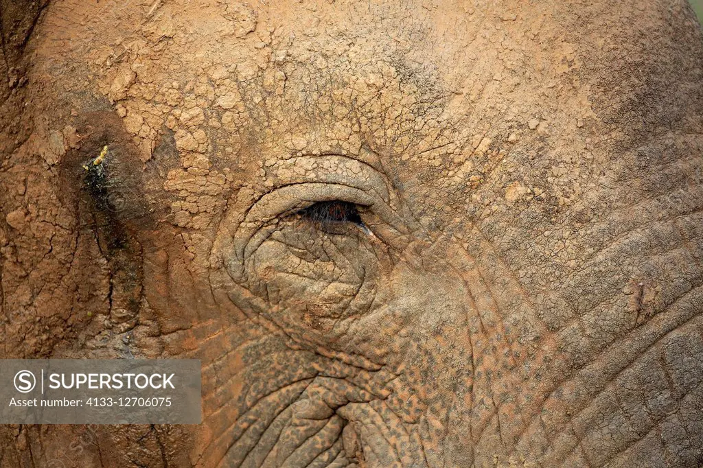 Sri Lankan Elephant, (Elephas maximus maximus), Asian Elephant, adult eye, Bundala National Park, Sri Lanka, Asia