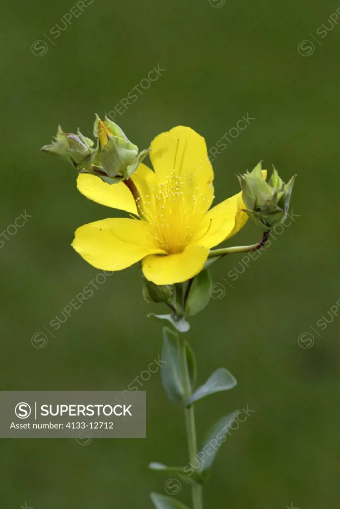 St  John´s wort , Hypericum calycinum , Germany , Europe , bloom