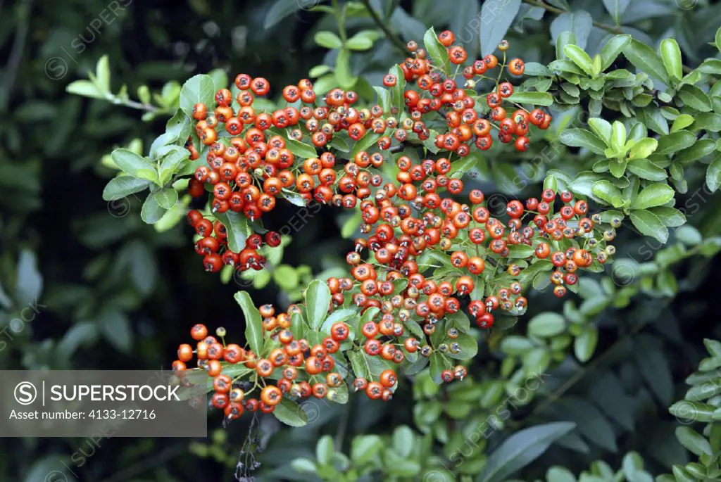 Firethorn, Pyracantha coccinea, Germany, fruit berry