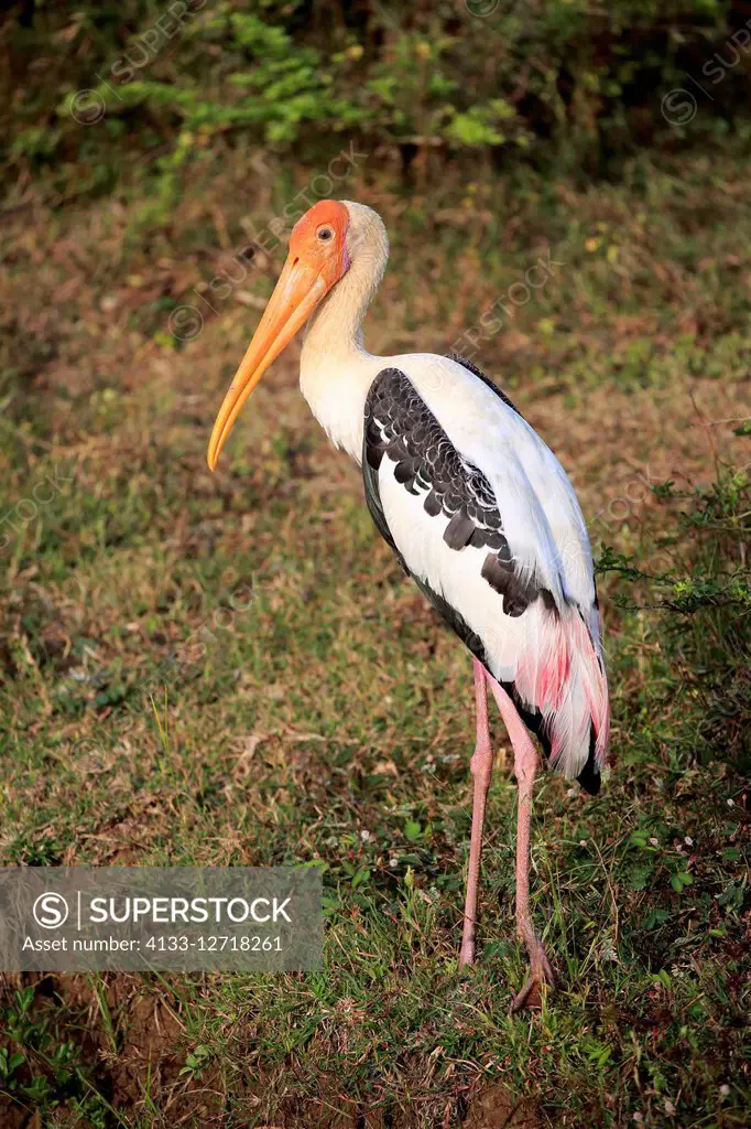 Painted Stork, (Mycteria leucocephala), adult, Udawalawe Nationalpark, Sri Lanka, Asia