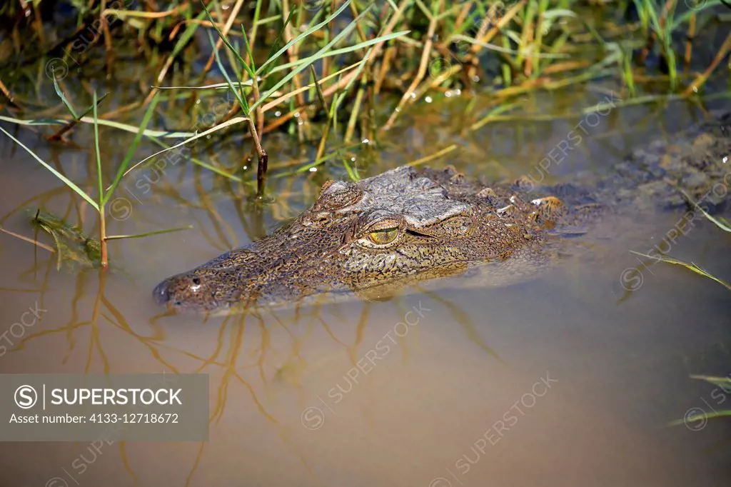 Saltwater Crocodile, (Crocodylus porosus), adult portrait in water, Bundala Nationalpark, Sri Lanka, Asia