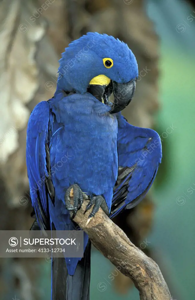 Blue Macaw , Anodorhynchus hyazinthinus , South America , America , adult portrait feathercleaning