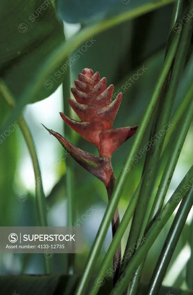 Heliconia , Heliconia platystachys , Trinidad , Caribbean , bloom