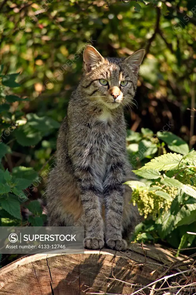 Wild Cat Felis silvestris Germany Europe
