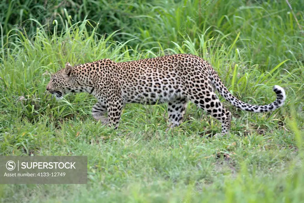 Leopard, Panthera pardus, Sabie Sand Game Reserve, South Africa , Africa, adult female walking