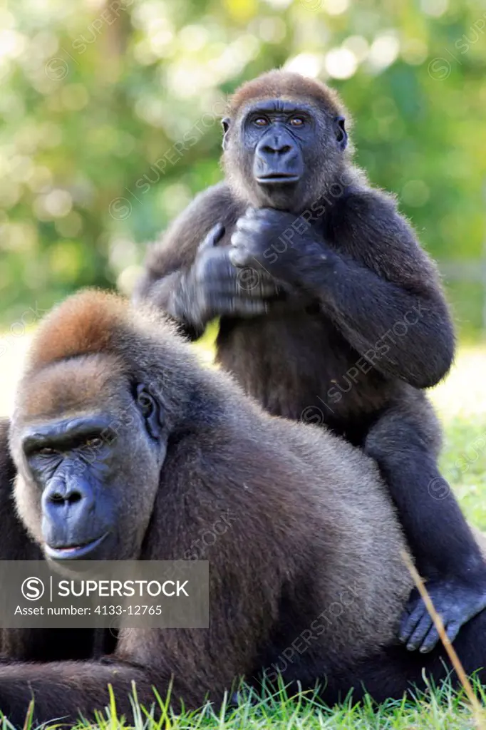 Lowland Gorilla, Gorilla g. gorilla, Africa, adult female with baby threatening