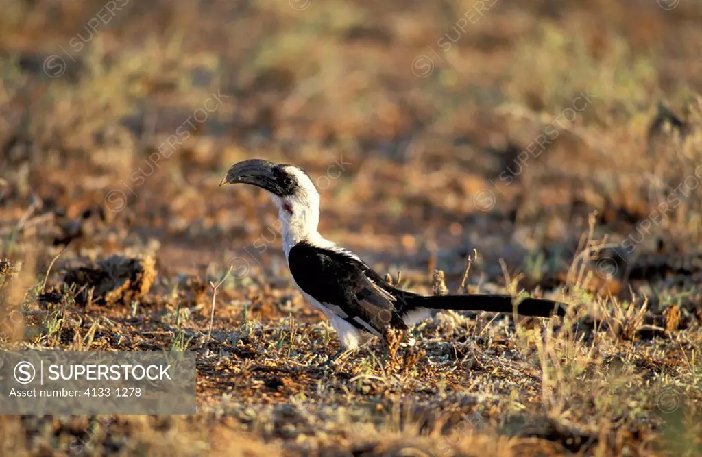 Von Der Decken´s Hornbill,Tockus deckeni,Samburu Game Reserve,Kenya,Africa,adult looking vor food