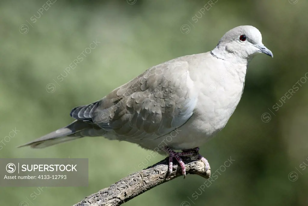 Collared Dove , Streptopelia decaocto , Germany , Europe , adult