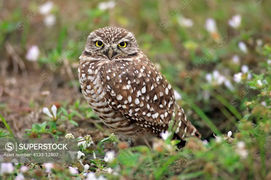 Burrowing Owl, Athene cunicularia, Cape Coral, Florida, USA, adult at breeding cave