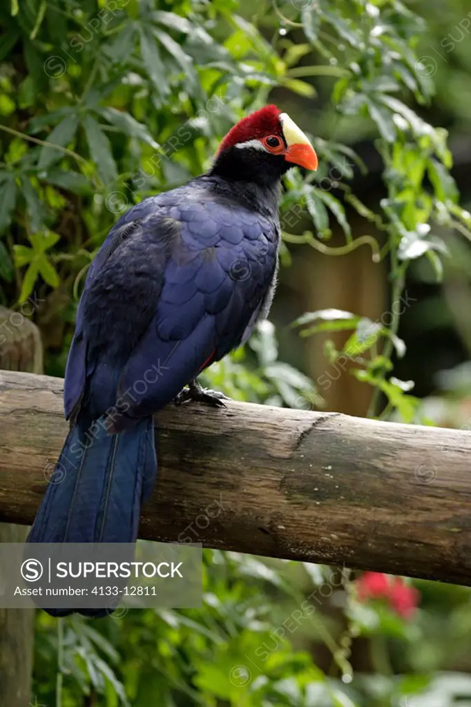 Violaceous Turaco, Musophaga violacea, West Africa, adult on tree