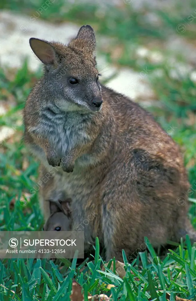 Bennett Wallaby Macropus rufogriseus Australia