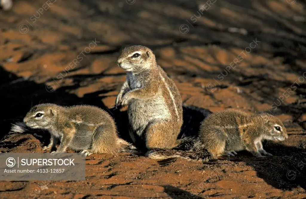 Ground Squirrel,Xerus inaurus,Kalahari Kgalagadi Tranfrontier Park,South Africa,Africa,adult with youngs at cave in last sunlight
