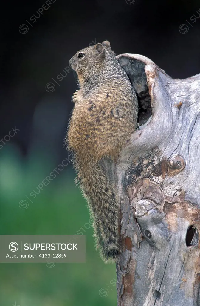 Rock Squirrel,Citellus variegatus,Arizona,USA,adult on tree