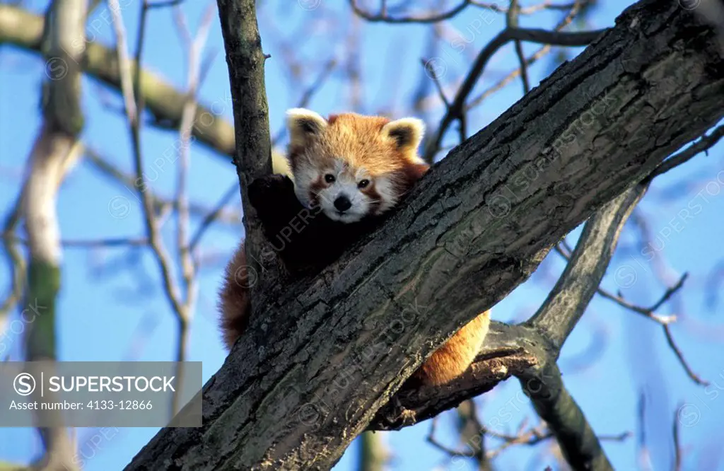 Red Panda,Ailurus fulgens fulgens,China,Asia,adult on tree