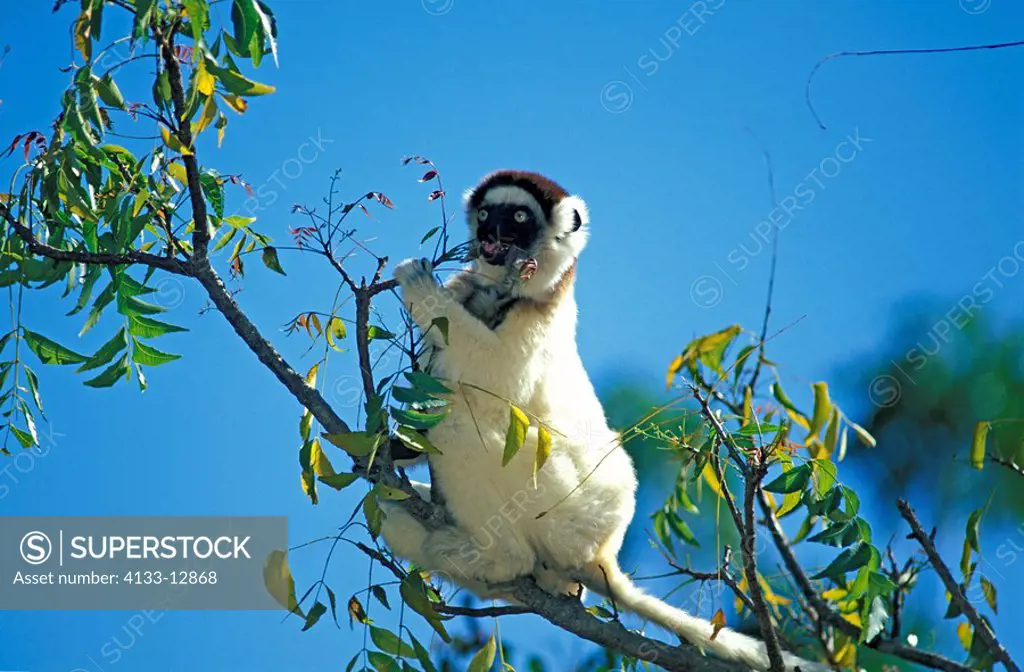 Verreaux`s Sifaka,Propithecus verreauxi,Berenty Game Reserve,Madagascar,Africa,adult feeding on tree