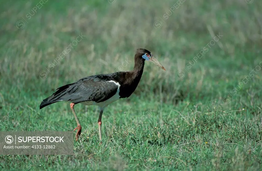 Abdims`s Stork, Ciconia abdimii, Ngorongoro Crater, Tanzania, adult