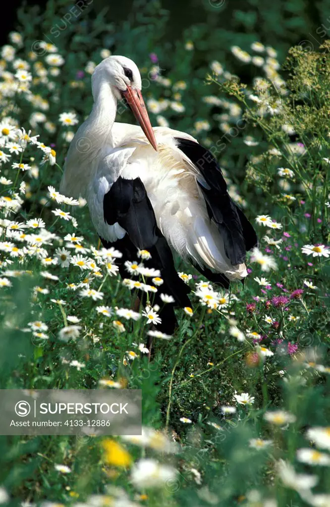 White Stork,Ciconia ciconia,Mannheim,Germany,Europe,adult searching for food in blooming meadow