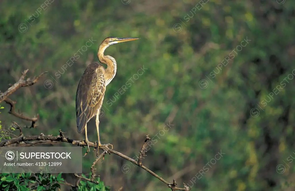 Purple Heron Ardea purpurea Samburu Game Reserve Kenya Africa