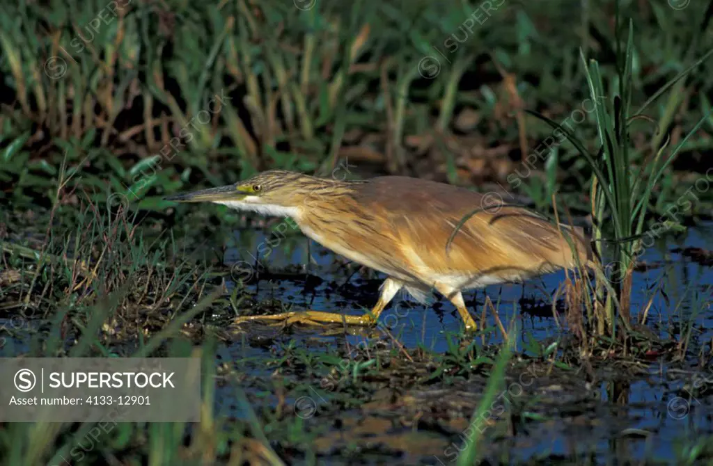 Squacco Heron Ardeola ralloides Amboseli Nationalpark Kenya Africa