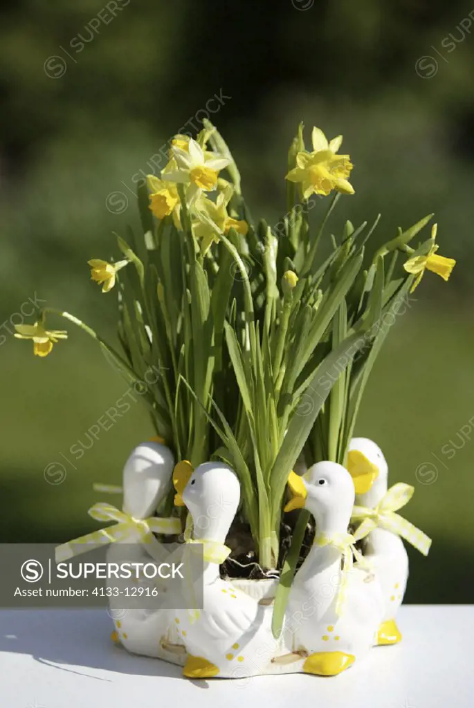 Easter Plantation , Easter Bowery , Daffodil , Narcissus , Germany , Europe , bloom