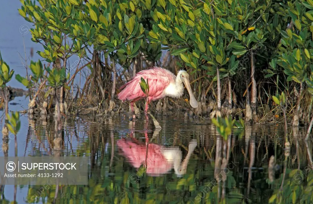Roseate Spoonbill,Ajaia ajaja,Sanibel Isalnd,Florida,USA,adult hunting in water with refection