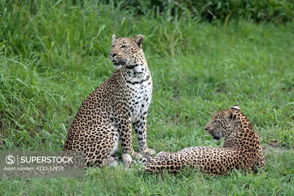 Leopard, Panthera pardus, Sabie Sand Game Reserve, South Africa , Africa, adult female with subadult