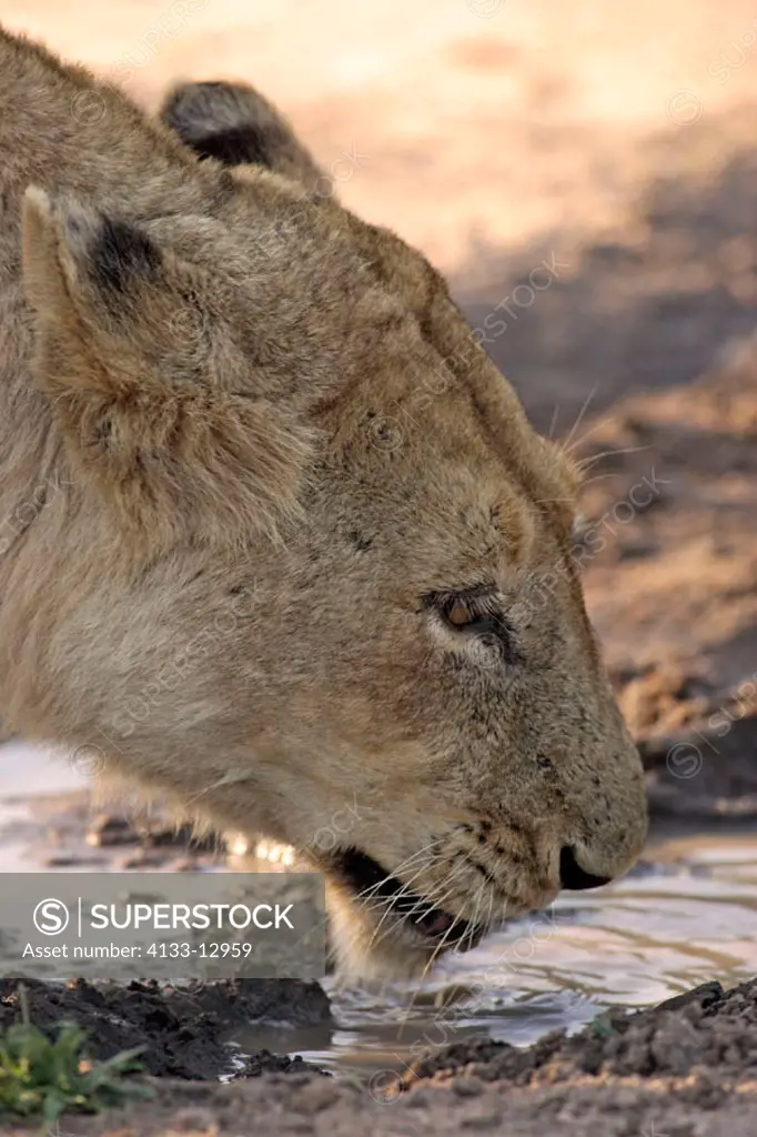 Lion, Panthera leo, Sabie Sand Game Reserve, South Africa , Africa, adult female drinking