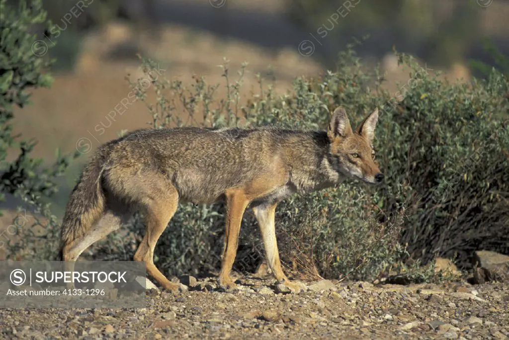 Coyote , Canis latrans , Sonora Desert , Arizona , USA , Adult