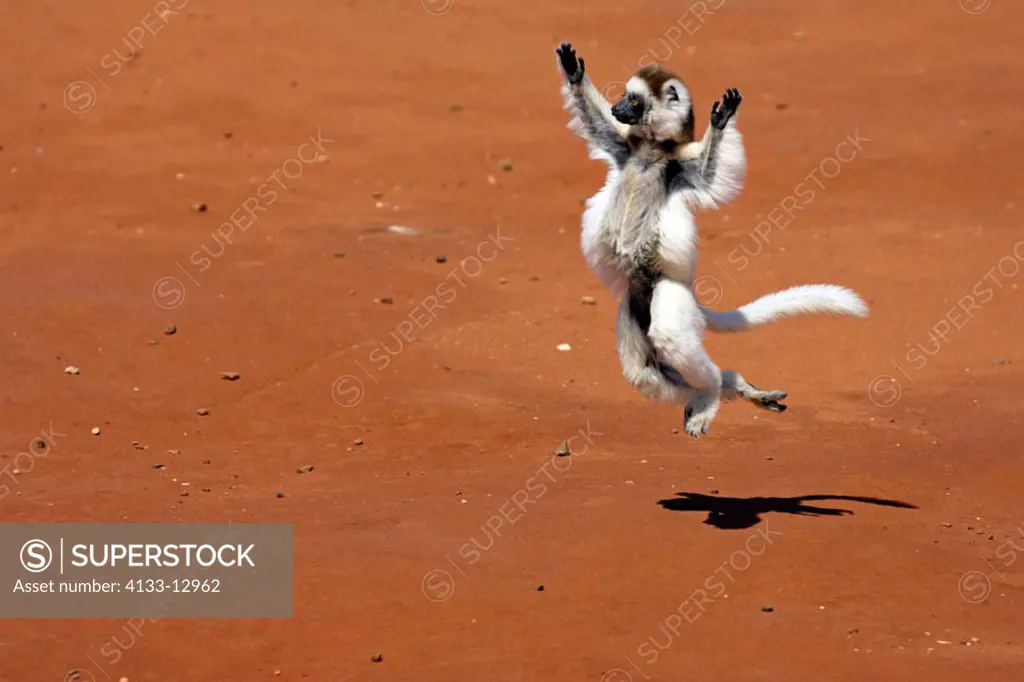 Verreaux`s Sifaka, Propithecus verreauxi coronatus, Berenty Game Reserve, Madagascar, adult jumping