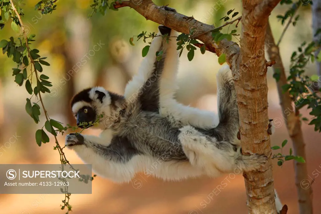 Verreaux`s Sifaka, Propithecus verreauxi coronatus, Berenty Game Reserve, Madagascar, adult feeding on tree