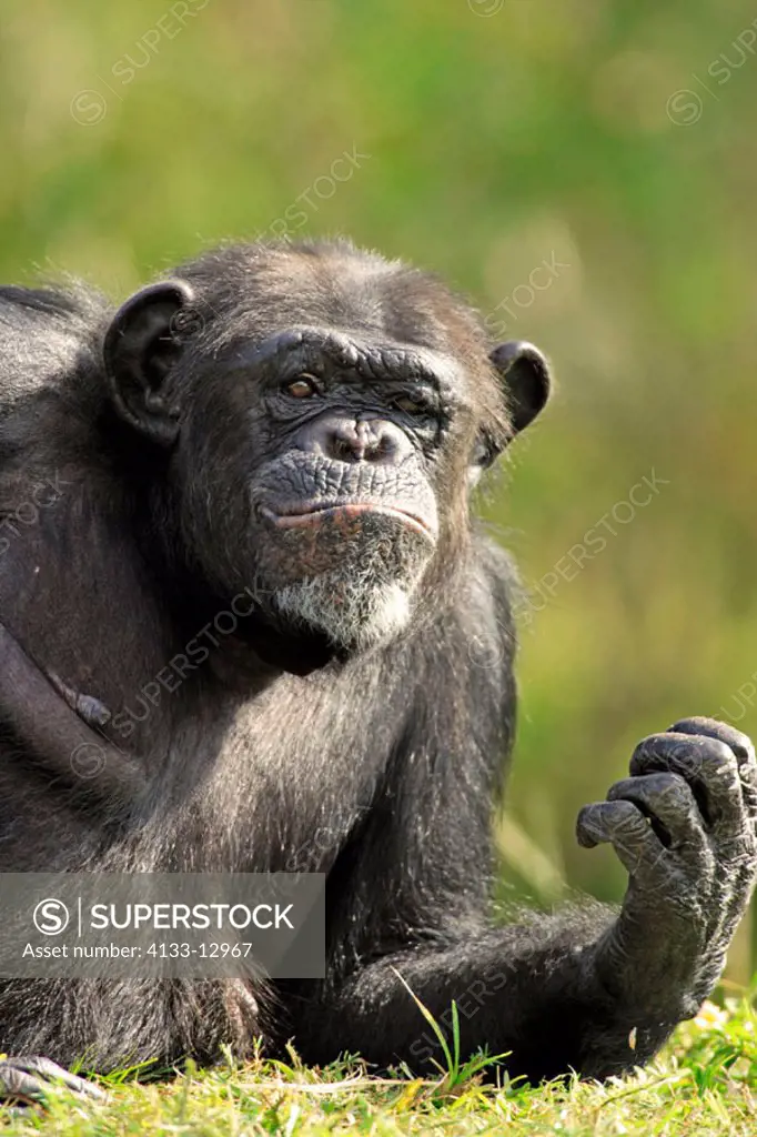Chimpanzee, Pan troglodytes troglodytes, Africa , adult, portrait