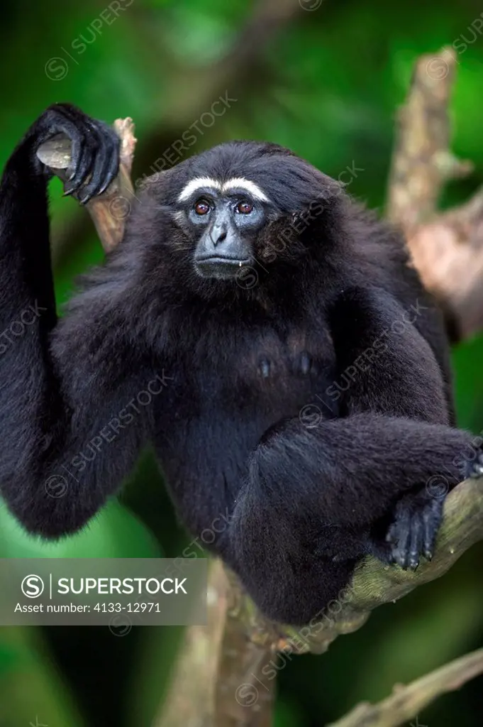 Dark handed Gibbon,Hylobates agilis,Asia,adult on tree portrait