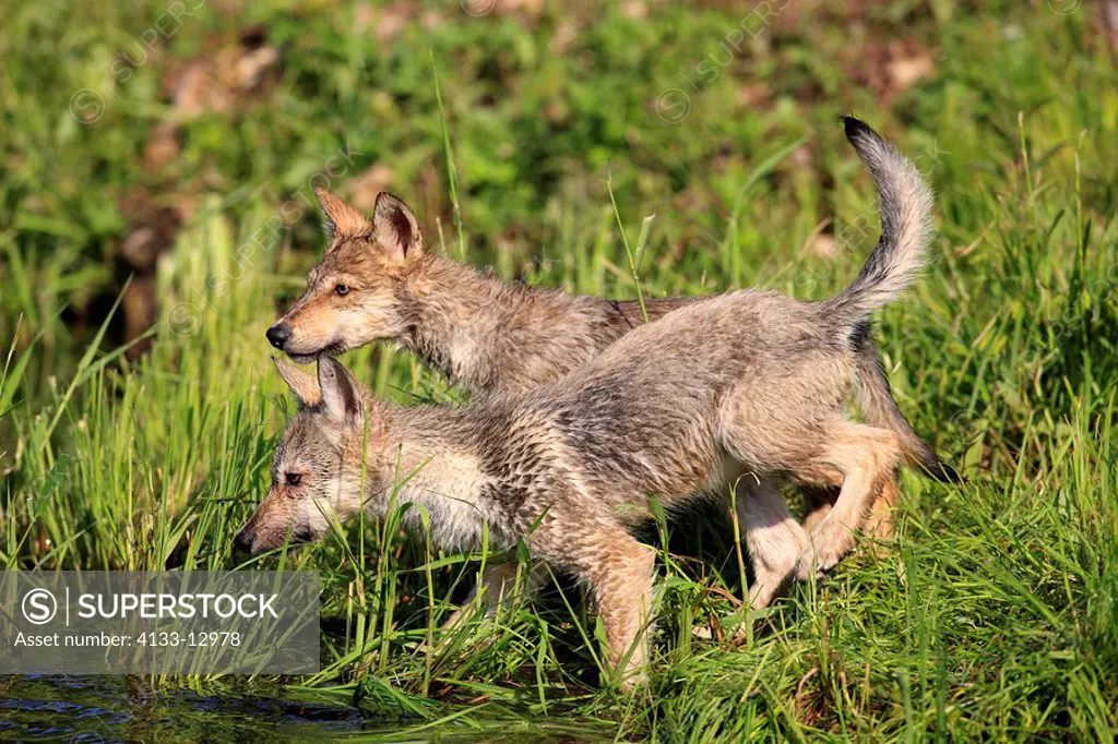 Gray Wolf,Grey Wolf,Canis lupus,Minnesota,USA,youngs at water