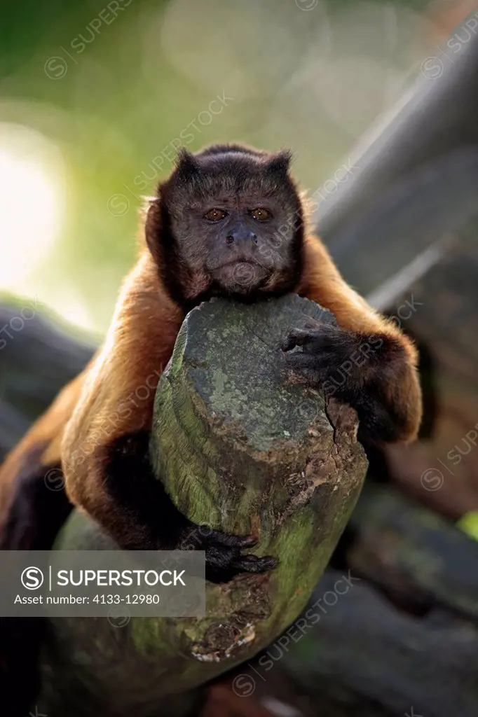 Weeper Capuchin,Cebus nigrivittatus,South America,adult on tree