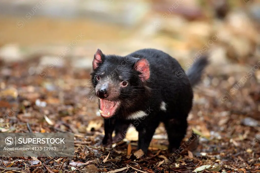Tasmanian Devil,Sarcophilus harrisii,Australia,adult jawning