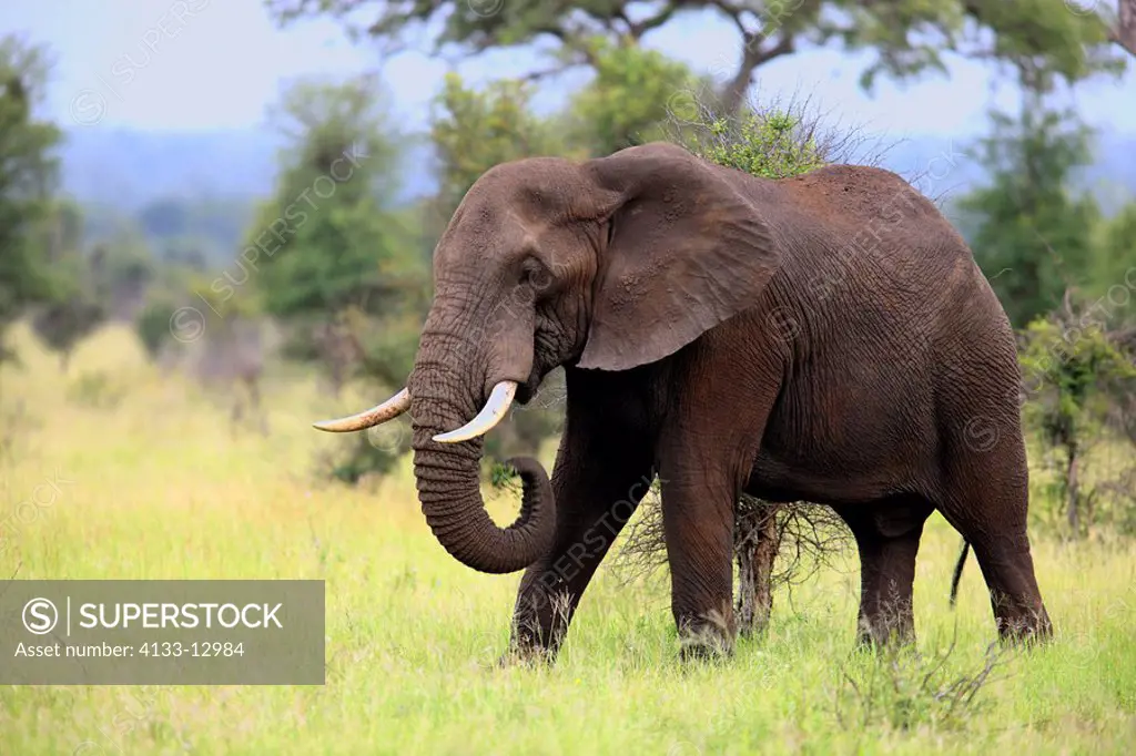 African Elephant,Loxodonta africana,Kruger Nationalpark,South Africa,Africa,adult male