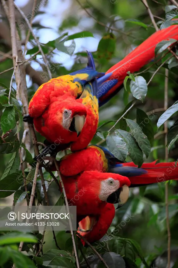 Scarlet Macaw,Ara macao,Roatan,Honduras,Caribbean,Central America,Latin America,two adults on tree
