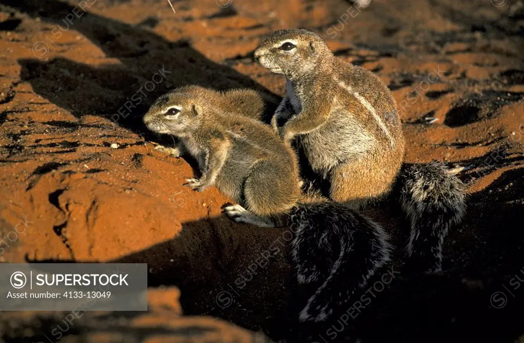 Ground Squirrel,Xerus inaurus,Kalahari Kgalagadi Tranfrontier Park,South Africa,Africa,adult with young at cave in last sunlight