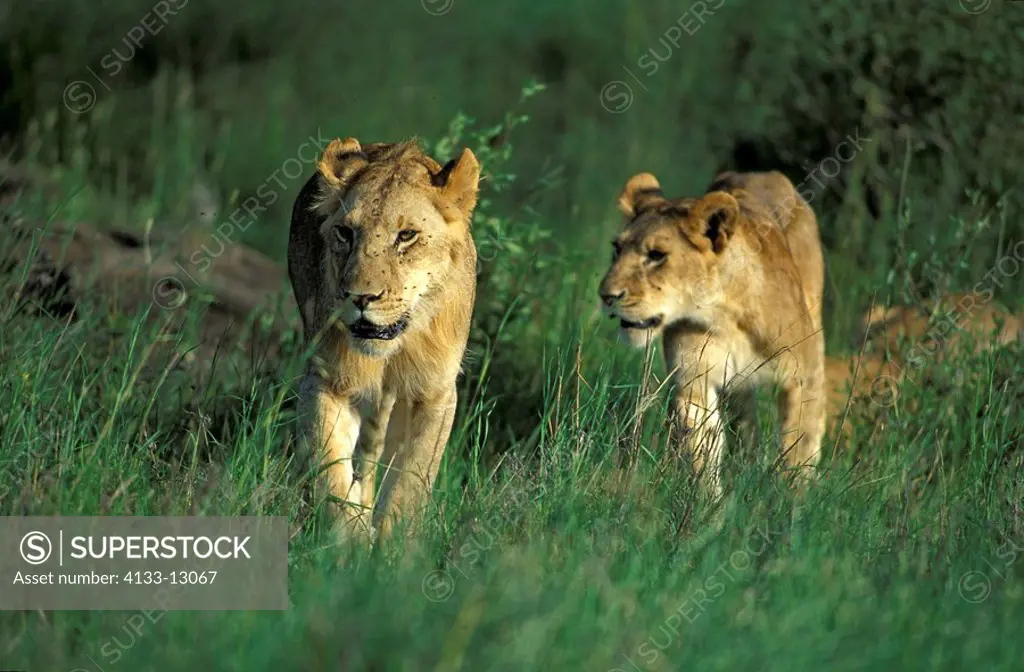 Lion,Panthera leo,Serengeti NP,Tanzania,Africa,two females