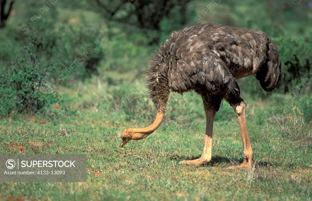 Somali Ostrich,Struthio c  molybdophanes,Samburu Game Reserve,Kenya,Africa,adult female searching for food