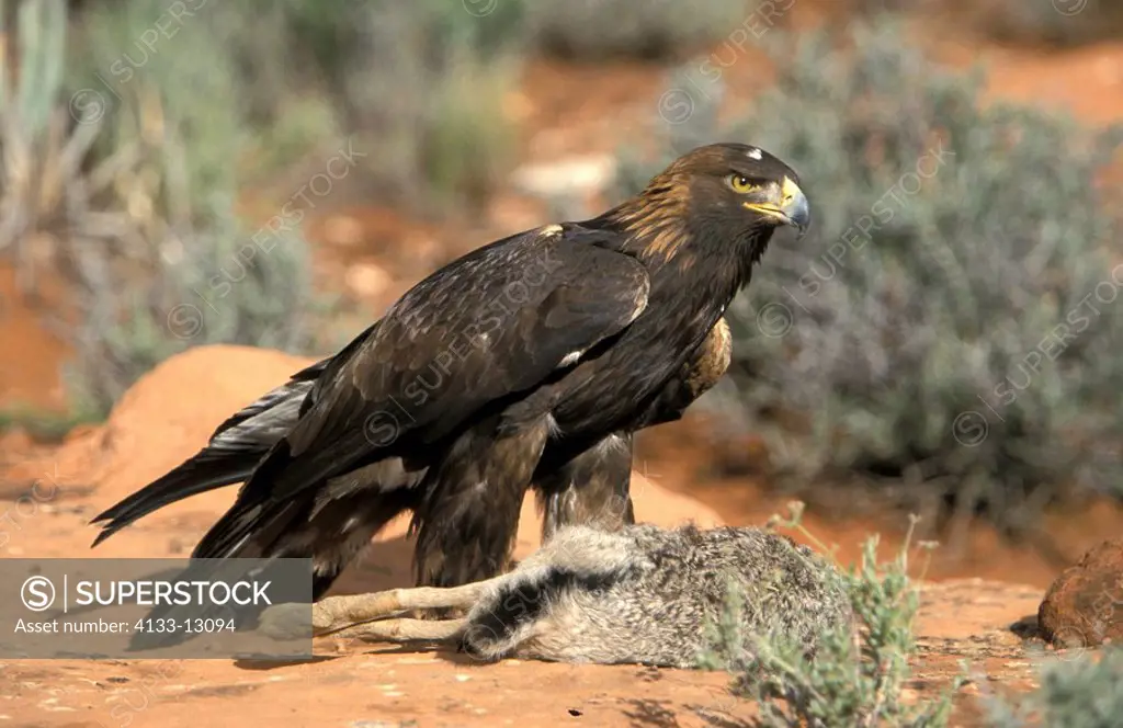 Golden Eagle,Aquila chrysaetos,Bryce Canyon Nationalpark,Utah,USA,adult with prey