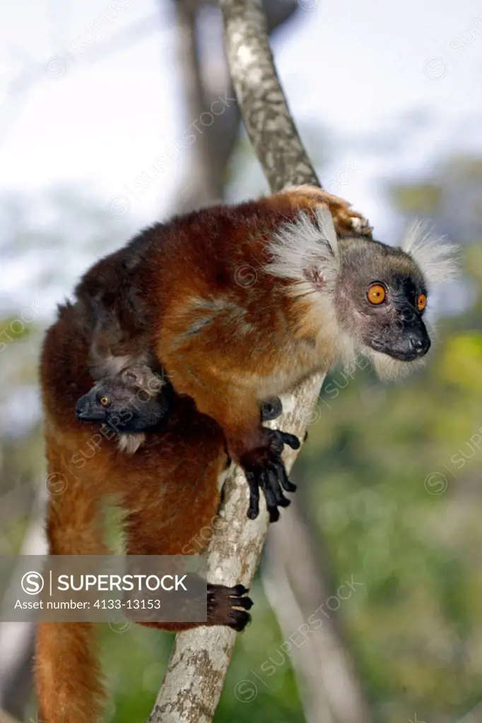 Black Lemur, Lemur macaco, Nosy Komba, Madagascar, adult female with baby on tree