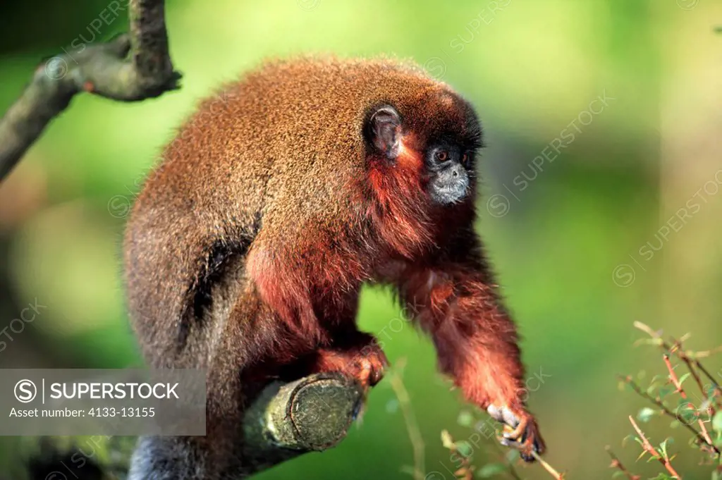 Dusky titi monkey,Callicebus moloch,South America,adult on tree