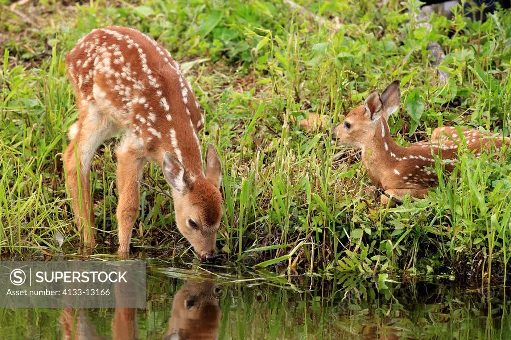 White_tailed deer,Odocoileus virginianus,Minnesota,USA,young friends on meadow