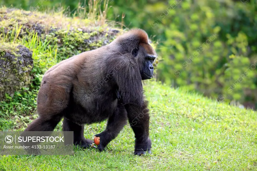 Lowland Gorilla,Gorilla gorilla,Africa,adult female