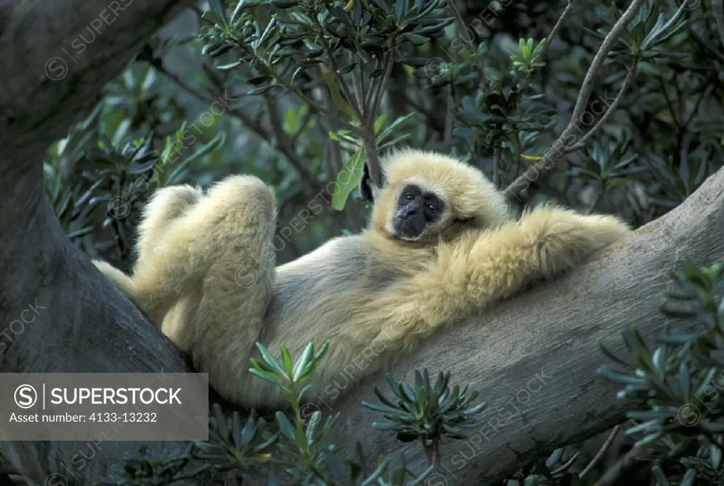 White Handed Gibbon , Hylobates lar , Asia , adult laying on tree