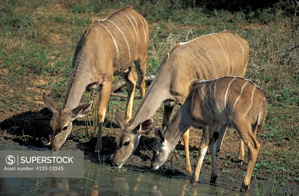 Greater Kudu,Tragelaphus strepsiceros,Mkuzi Game Reserve,South Africa,adult,female,young,drinking,at water